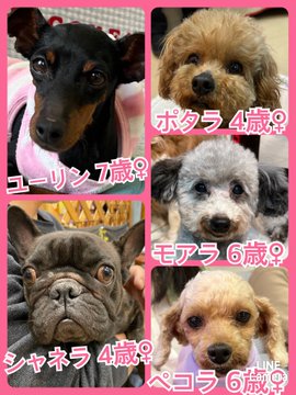 🐾今日の里親様募集中ワンコ🐶メンバーです🐾2023,3,21【保護犬カフェ天神橋店】